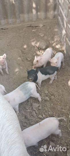 Вьетнамские поросята