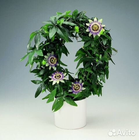 Семена пассифлоры