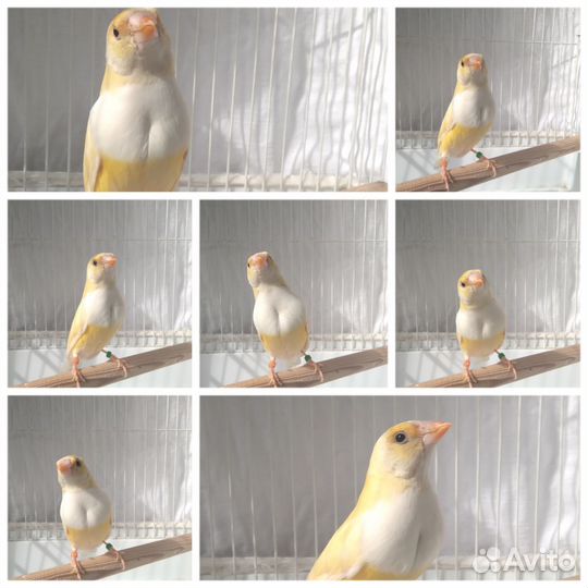 Гульда и японская амадина