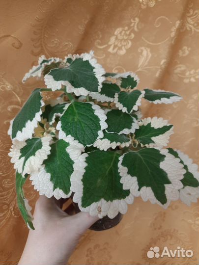 Плектрантус Мадагаскарский Фостера