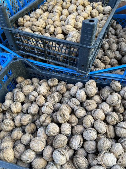 Орех грецкий