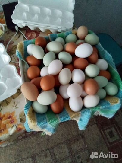 Инкубационное яйцо цветное