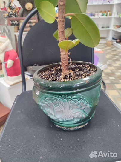 Фикус эластика большой