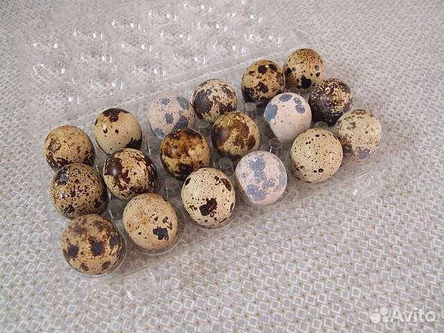 Тушки перепелов