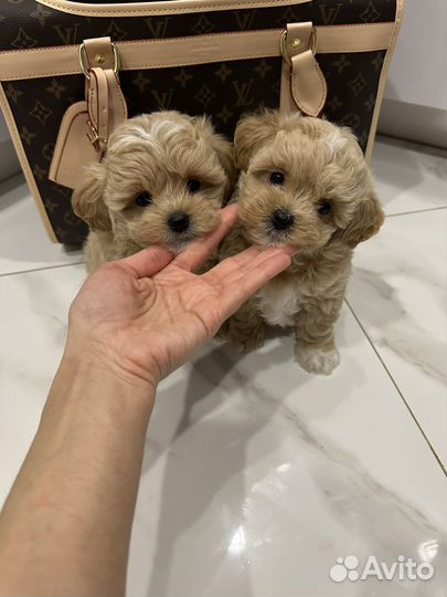 Мальтипу F1 Корея мини