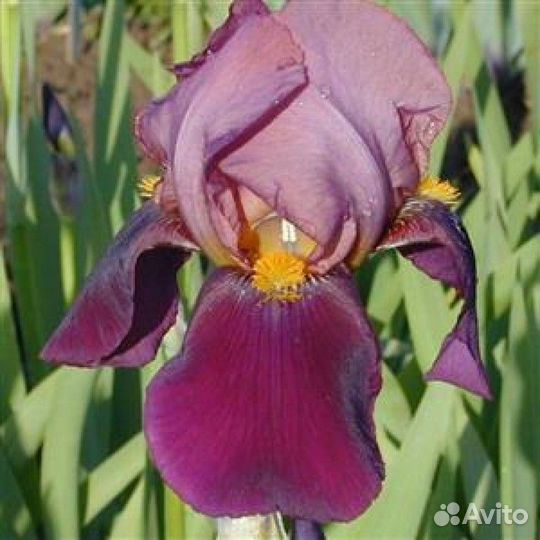 Цветы для сада