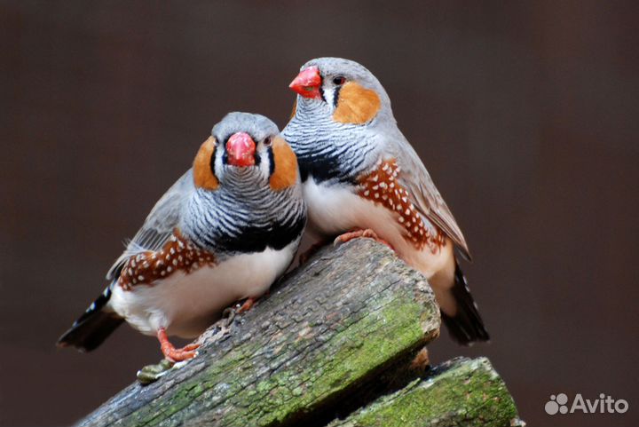 Зебровые амадины