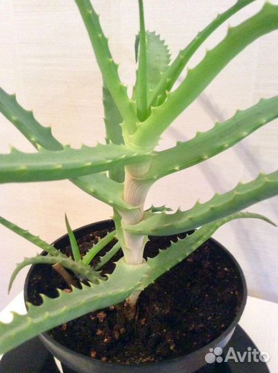 Алоэ Столетник лечебный цветок