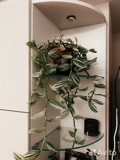 Традесканция