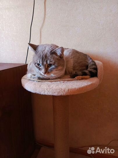 Кошка в дар бесплатно