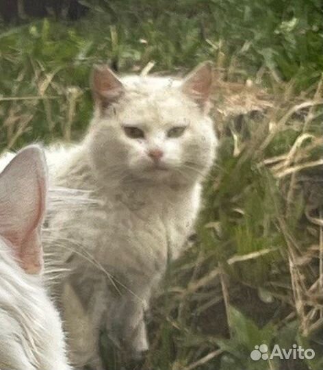 Котики в беде
