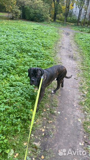 Передержка собак/кошек, зооняня, выгул