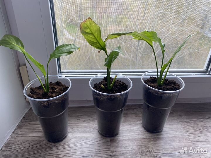 Спатифиллюм