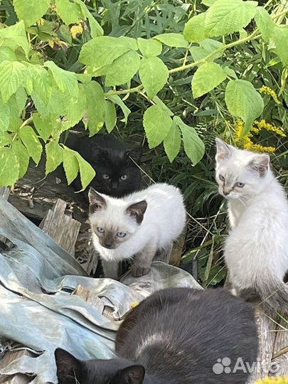 Котята в добрые руки даром