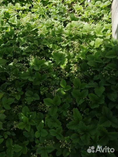 Клубника, земляника рассада