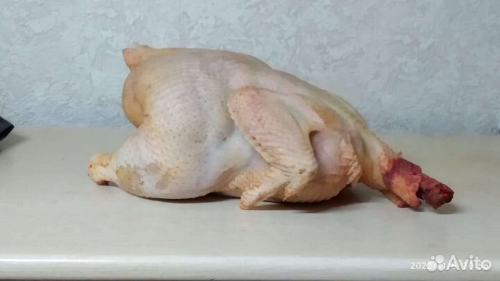 Куры бройлеры