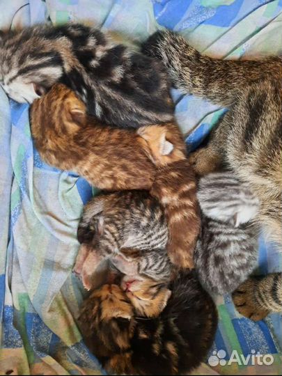 Вязка. Шотландский прямоухий кот