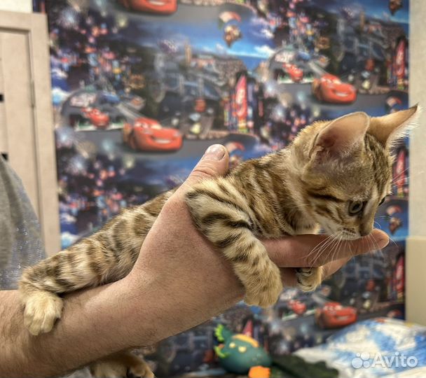 Бенгальский котенок девочка