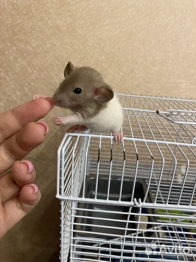 Крыса дамбо сфинкс крысята