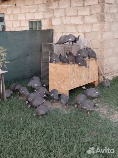 Продам цыплят петушков породы брама и цысарок