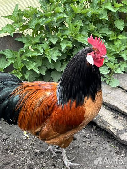 Куры петухи
