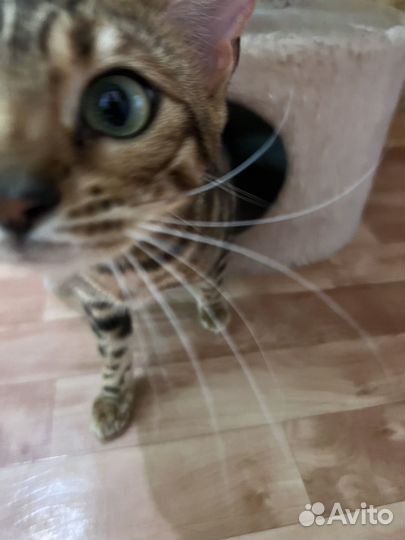 Бенгальская кошка