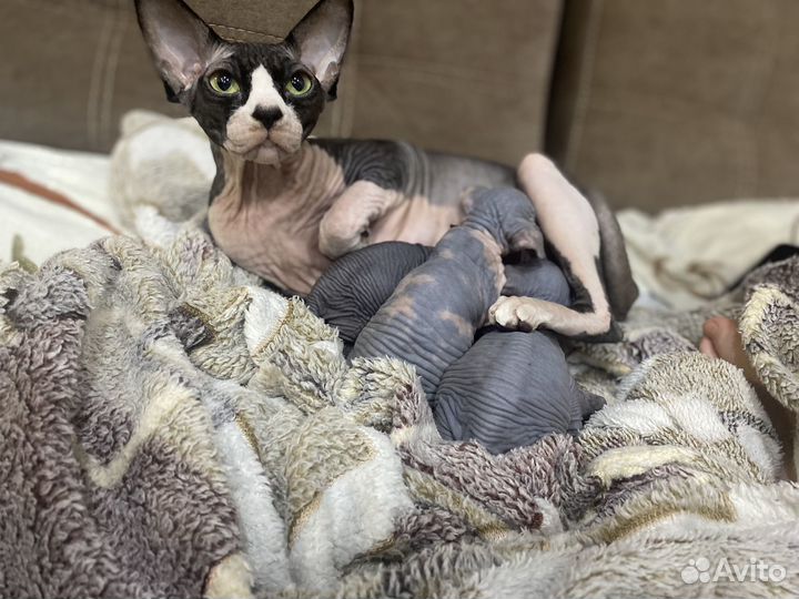 Канадский Сфинкс котенок