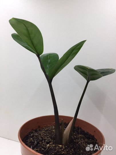 Замиокулькас