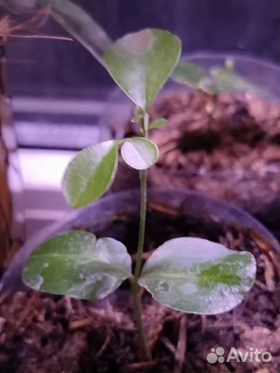 Мурайя метельчатая