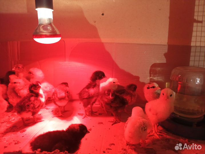 Продаю суточных цыплят