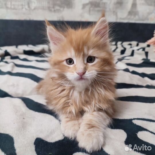 Котята мейн-кун