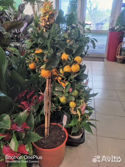 Комнатные растения цветы большие и маленькие