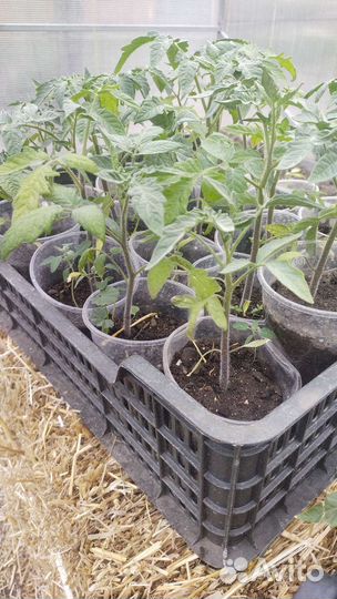 Рассада помидор