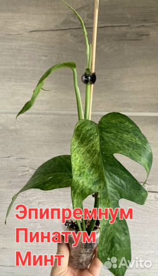 Эпипремнумы, Сингониумы, Сциндапсусы и другие