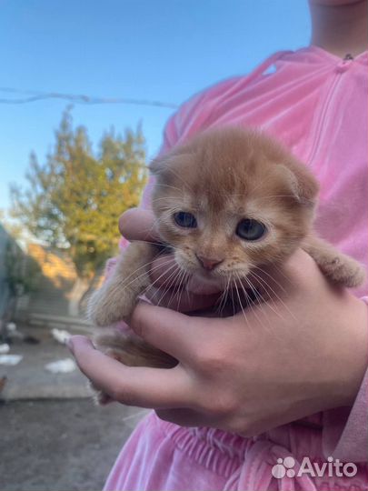 Котята в добрые руки бесплатно