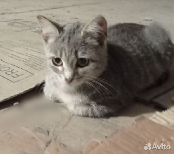 Отдам котенка