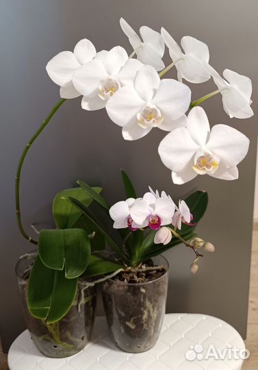 Орхидея