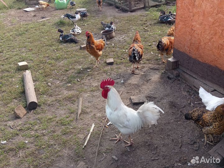 Петушки кучинской юбилейной