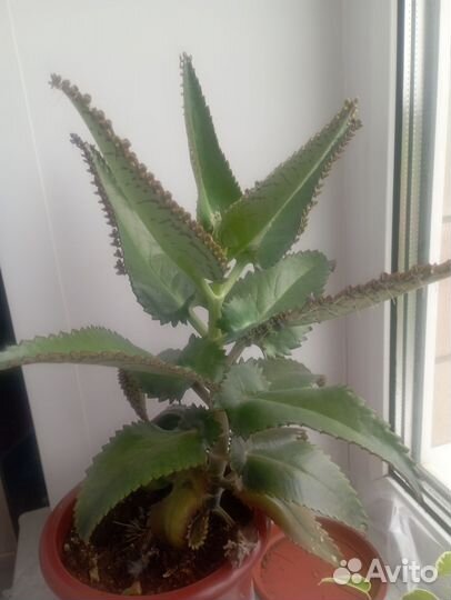 Комнатные цветы