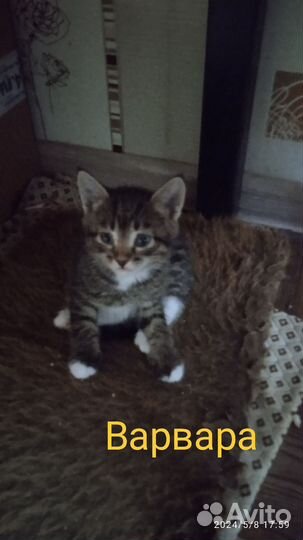 Котята в добрые руки