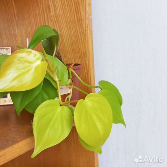 Филодендроны