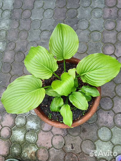 Хоста растение