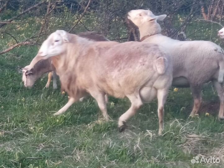 Катумский бараны