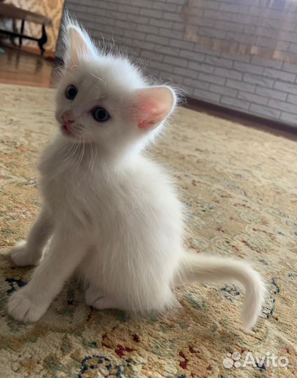 Отдам в добрые руки