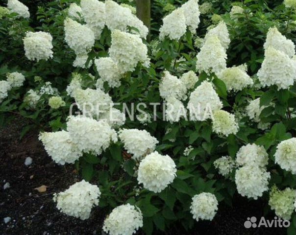 Гортензия метельчатая October Pride/C55/60