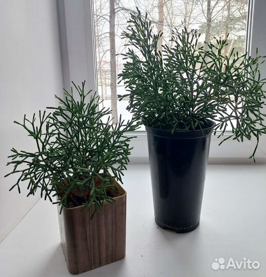 Хатиора солеросовая