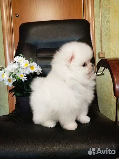 Померанский шпиц мини