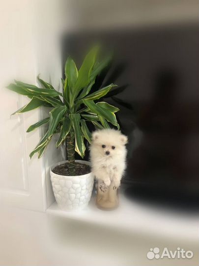 Девочка мини