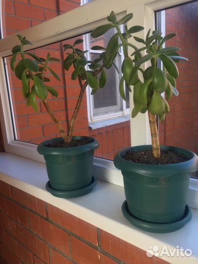 Денежное дерево (толстянка )