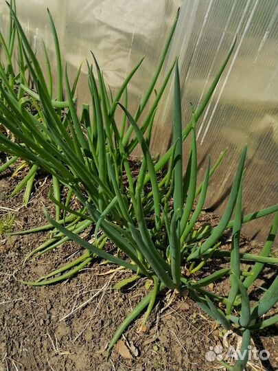 Лук слизун, лук на зелень (не батун )